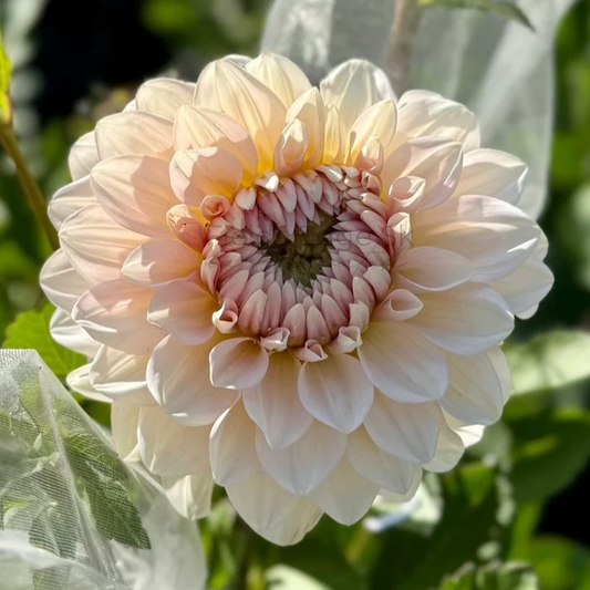 Double Apple Blossom