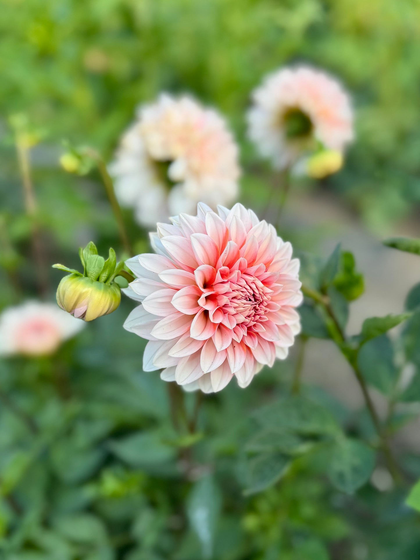 RM Baby Girl - 1 Cutting