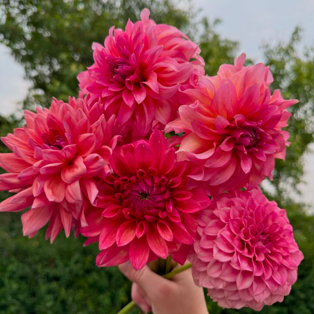 Dahlia Joy