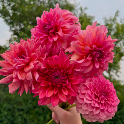 Dahlia Joy