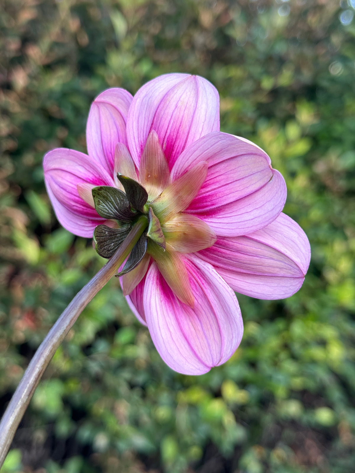 Seedling 2616
