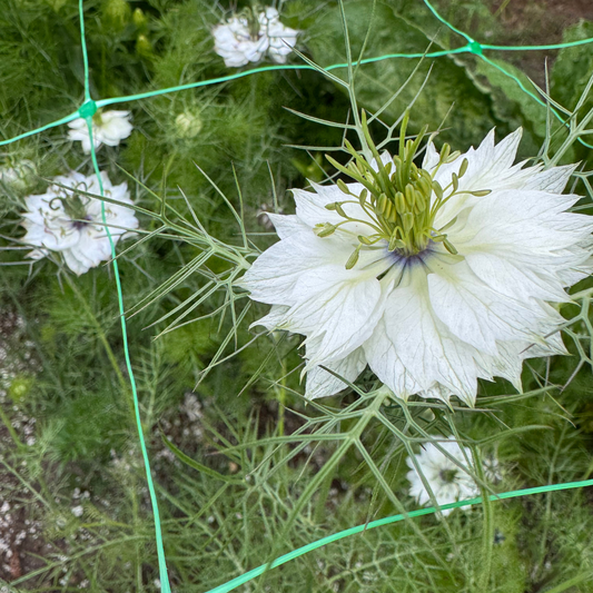 Nigella - Plum & Lime Mix