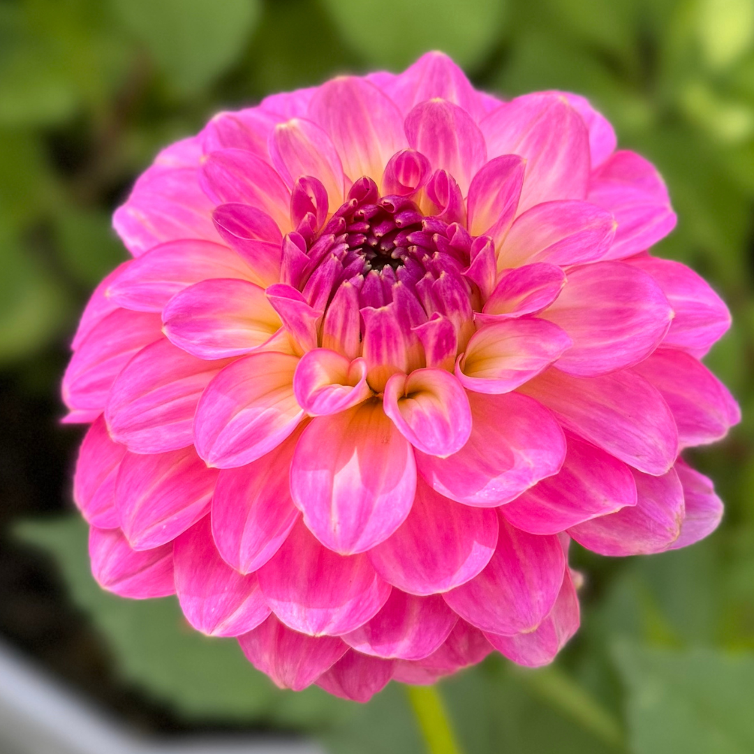 1st Year Seedlings - 2025