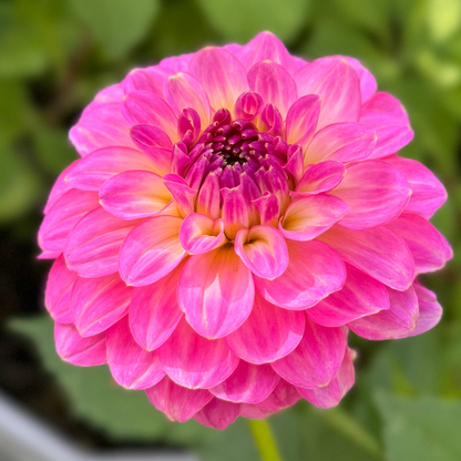 1st Year Seedlings - 2025