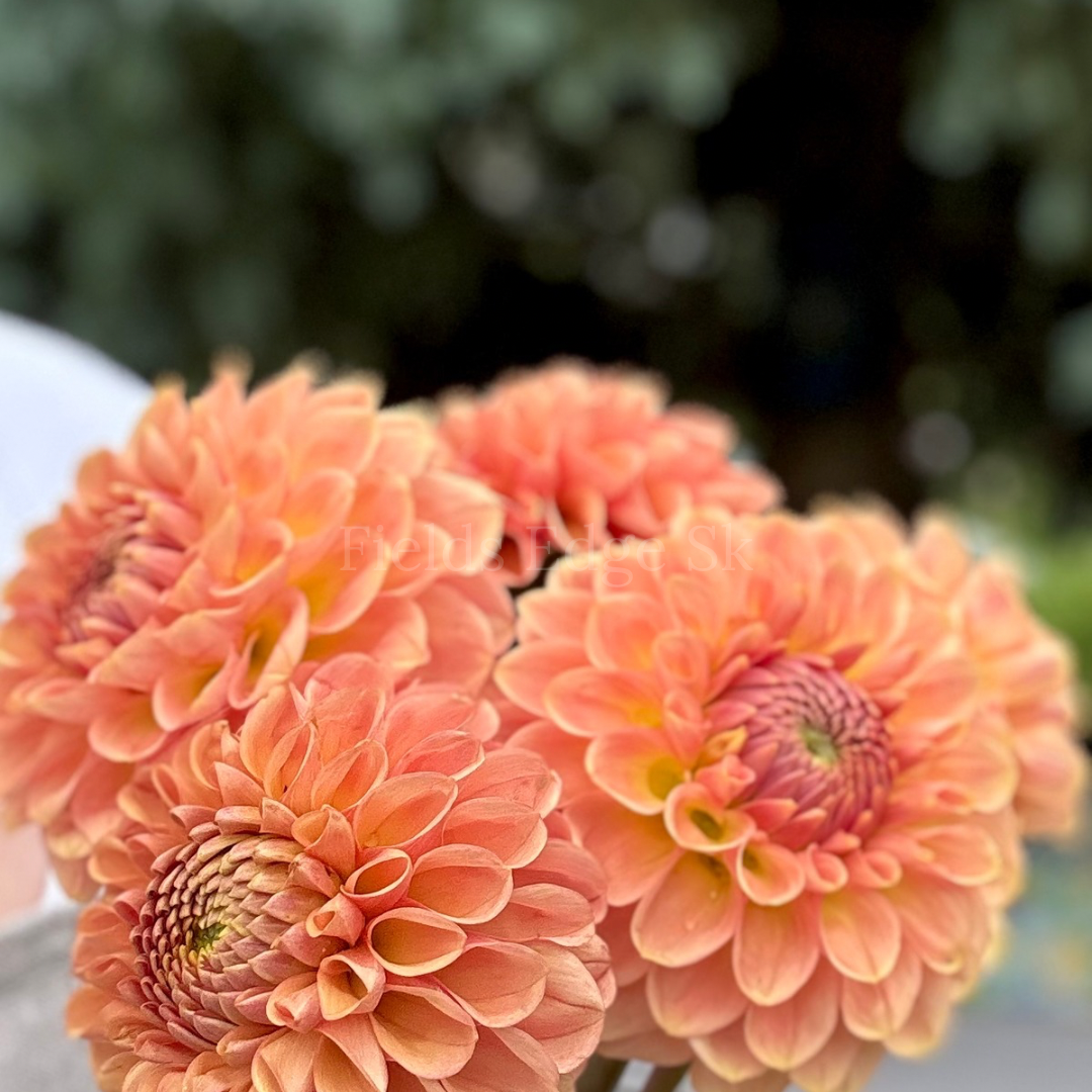 20th Ave Softer Peach