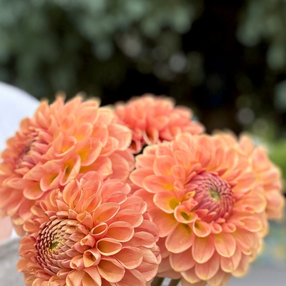 20th Ave Softer Peach