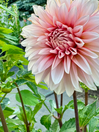 RM Baby Girl - 1 Cutting