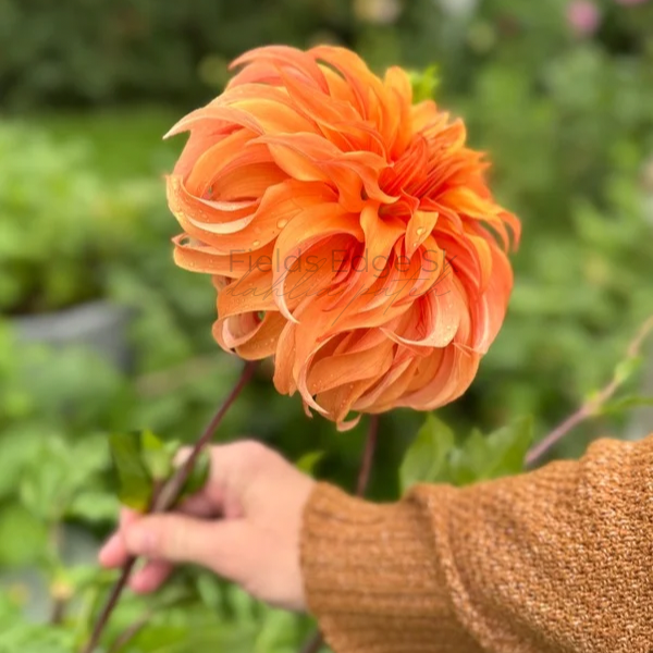 Bloomquist Jean  - 1 Cutting