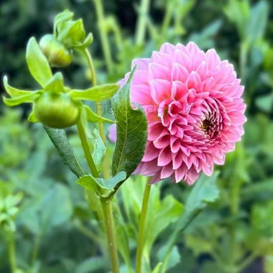 Lee’s Peachy Keen  - 1 Cutting