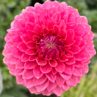 1st Year Seedlings - 2025