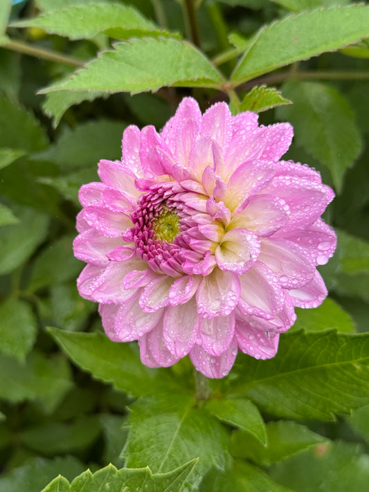 Seedling 2603