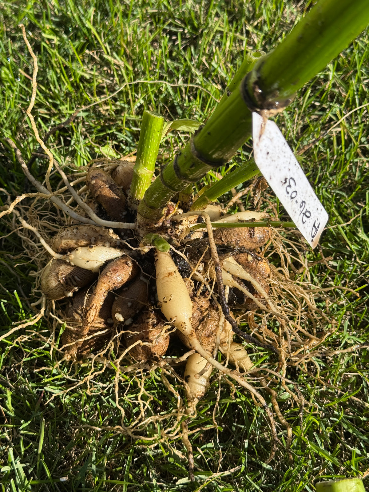 Seedling 2603