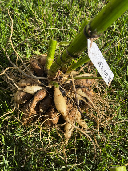 Seedling 2603