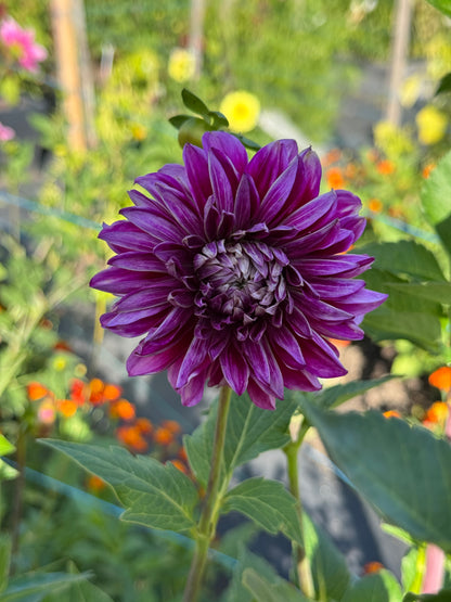 Seedling 2506