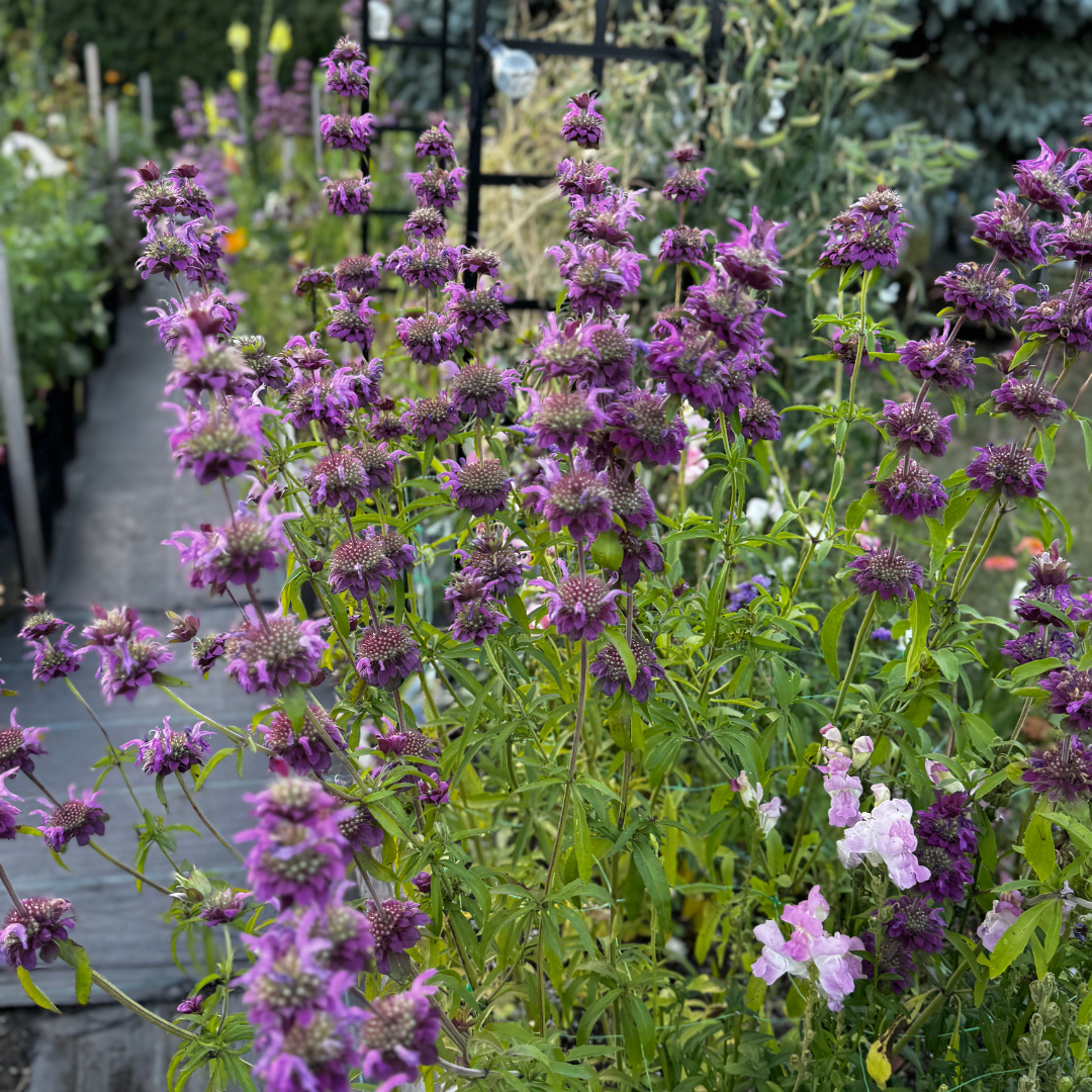 Bee Balm - Lemon
