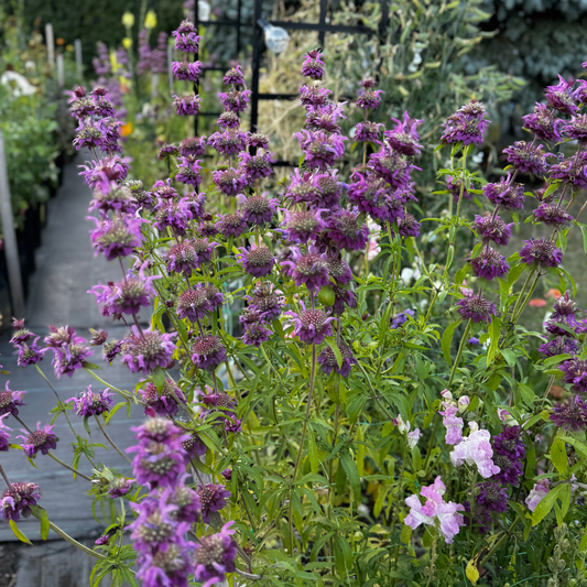 Bee Balm - Lemon