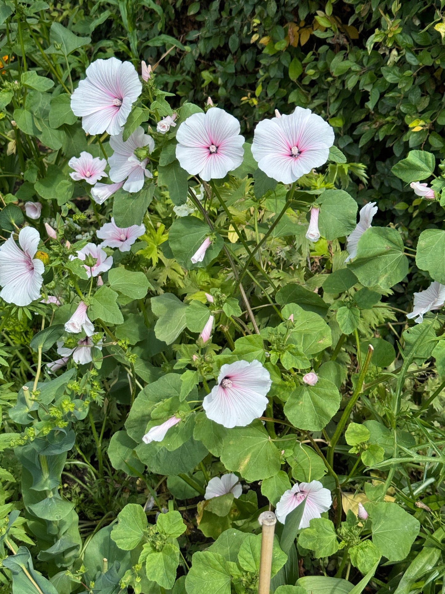 Lavatera- Blush