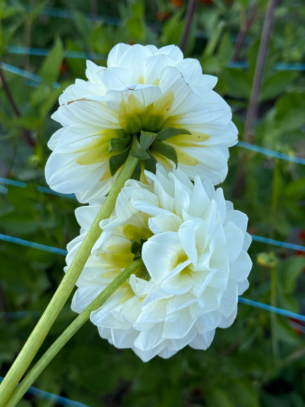 Seedling 2508