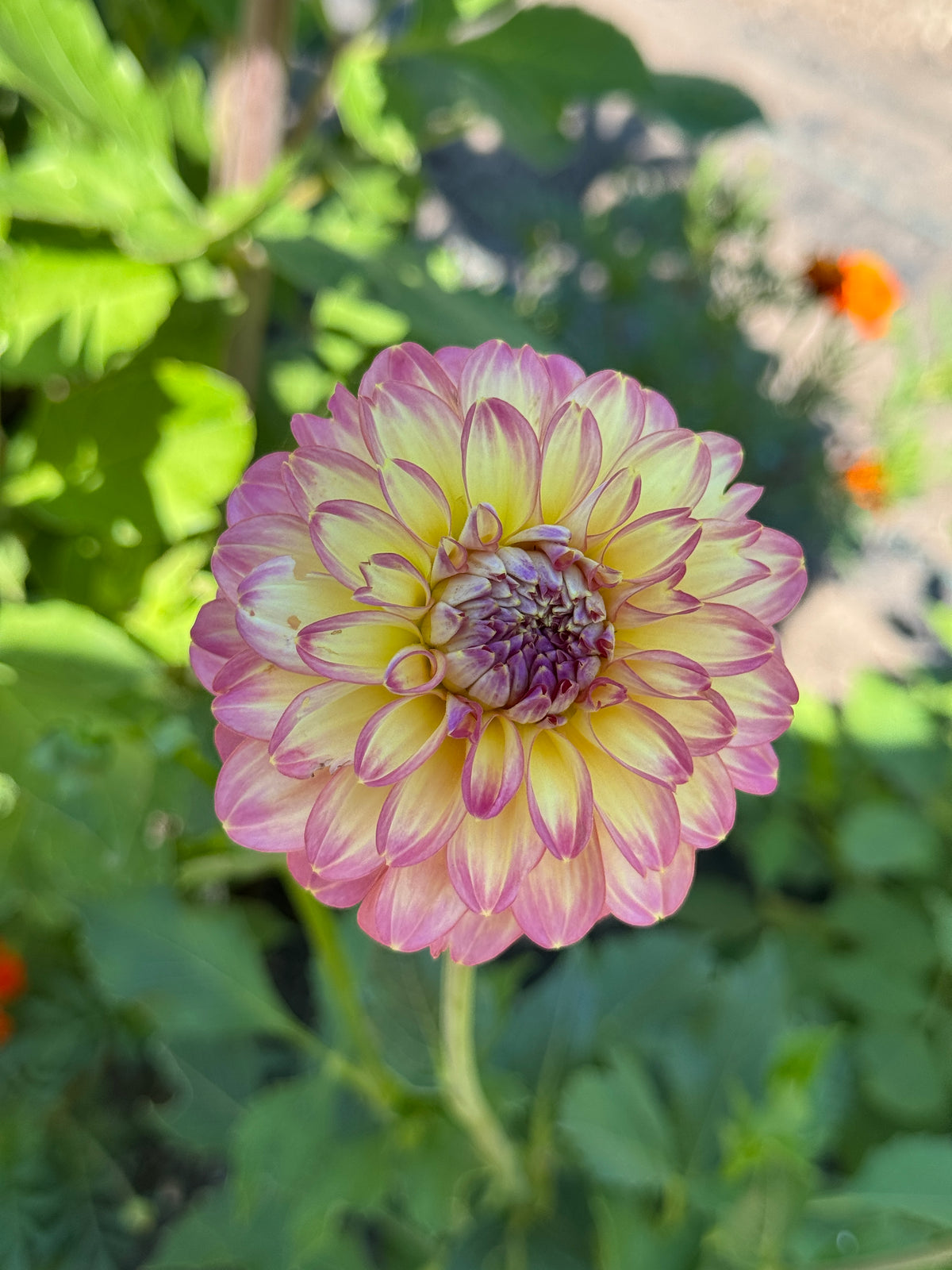 Seedling 2507