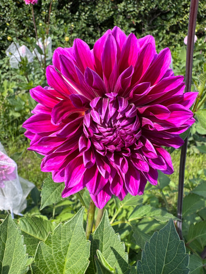Seedling 2506