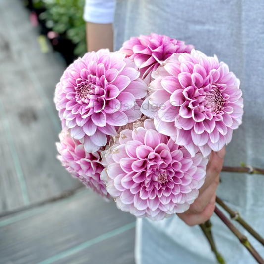 Levi’s Confessor - 1 Cutting