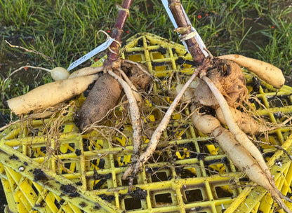 Seedling 2509