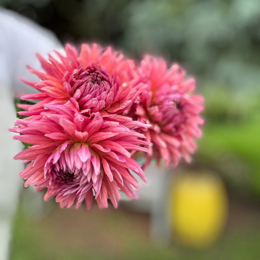 Madeleine - 1 Cutting