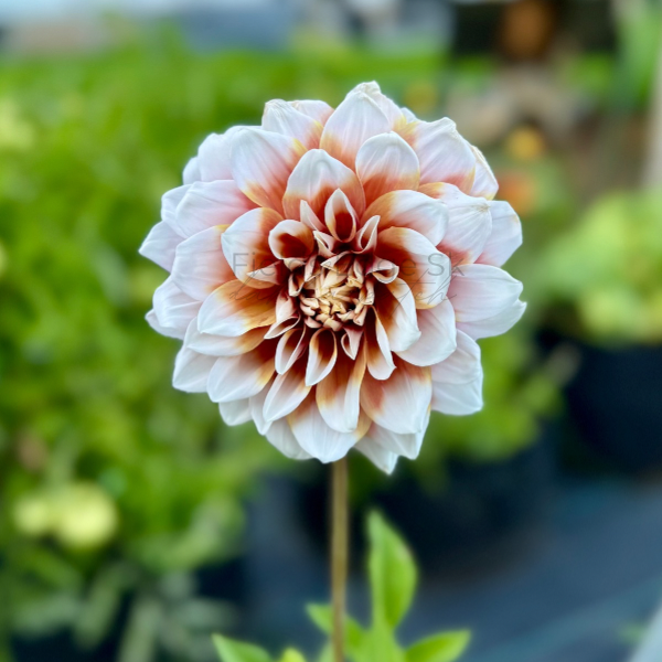 Striped Duet - 1 Cutting