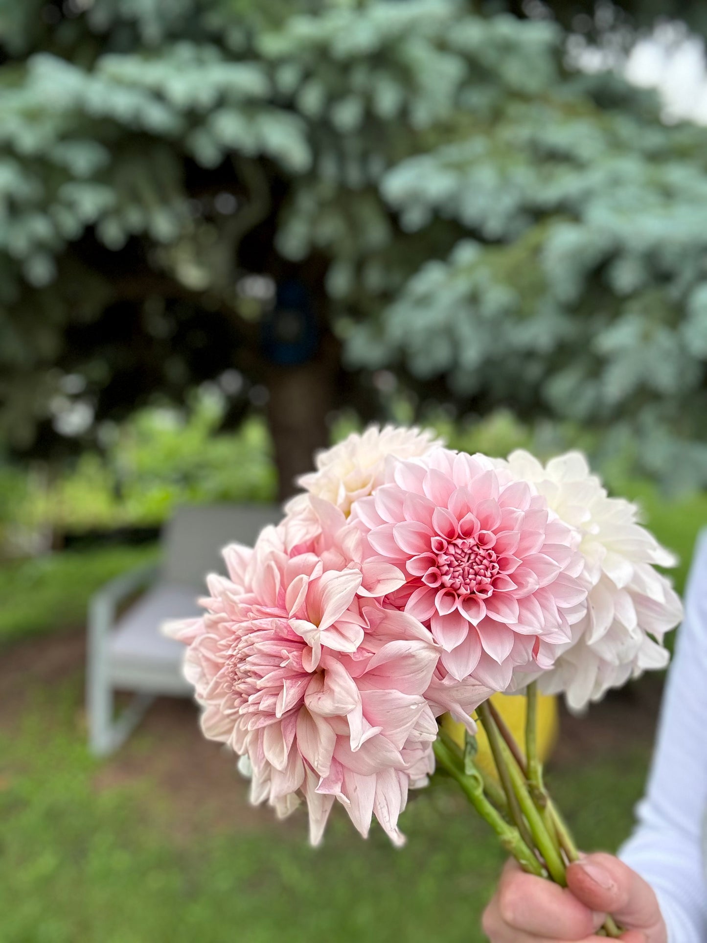 RM Baby Girl - 1 Cutting