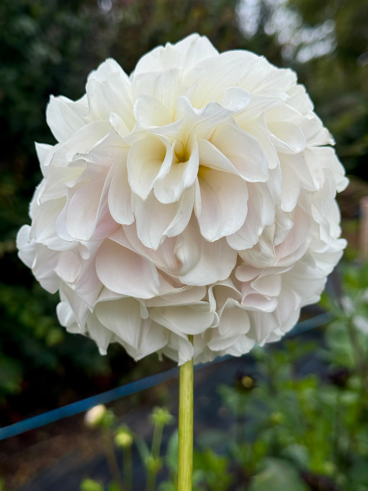Irish Ruffles