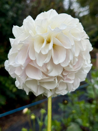 Irish Ruffles