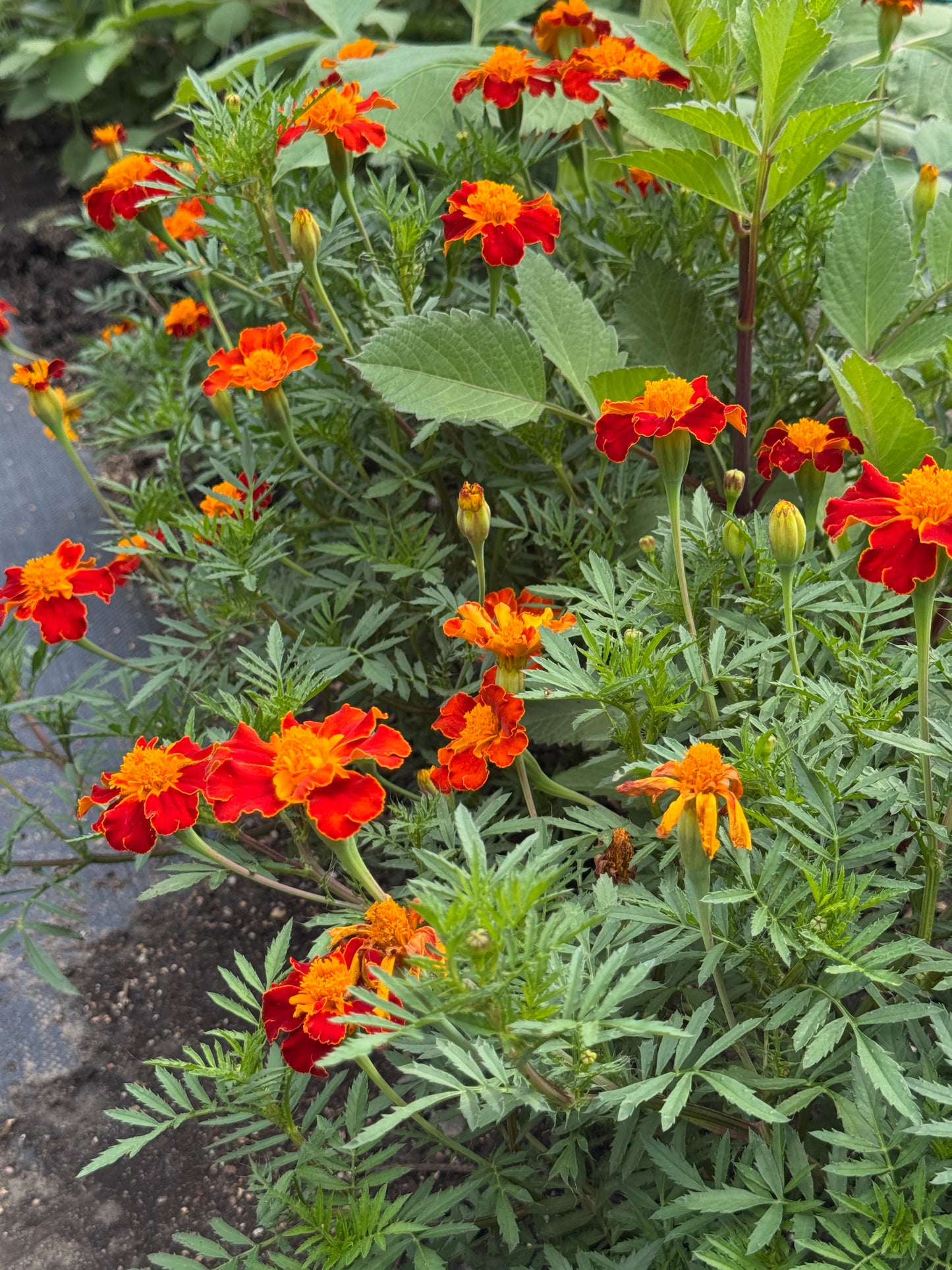 Marigold - Tagetes