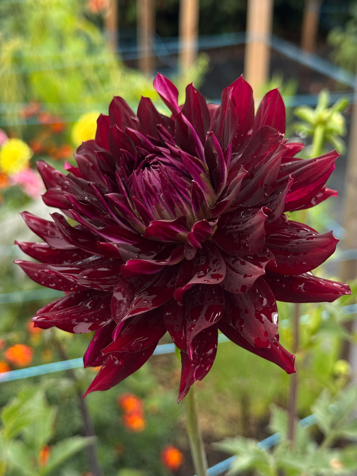 Hollyhill Black Beauty