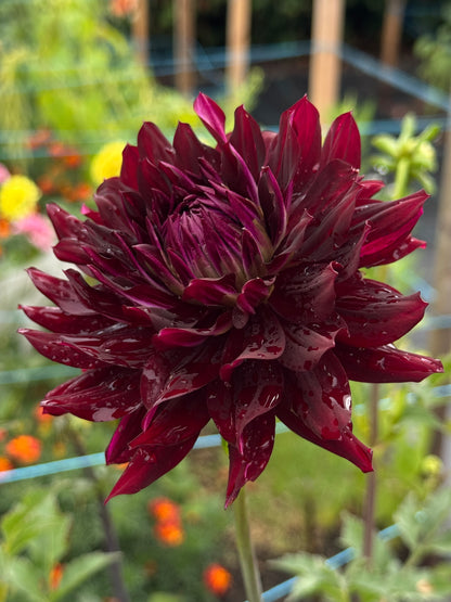 Hollyhill Black Beauty