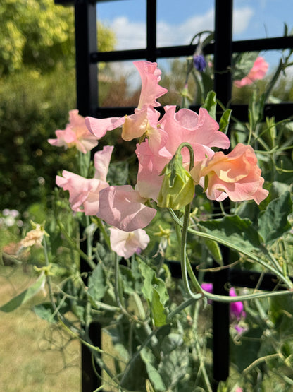 Sweet Pea - Alan Titchmarsh