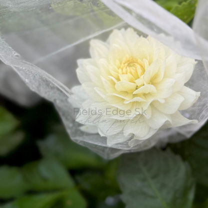 Van Isle Cirrus - 1 Cutting