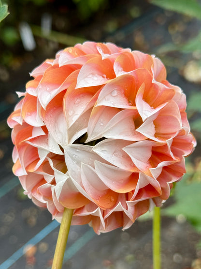 Bell’s Otago