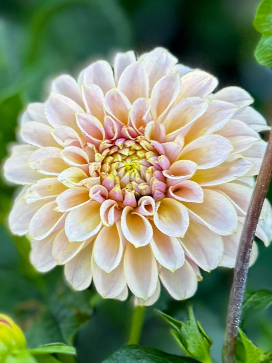 Cinder Rose  - 1 Cutting