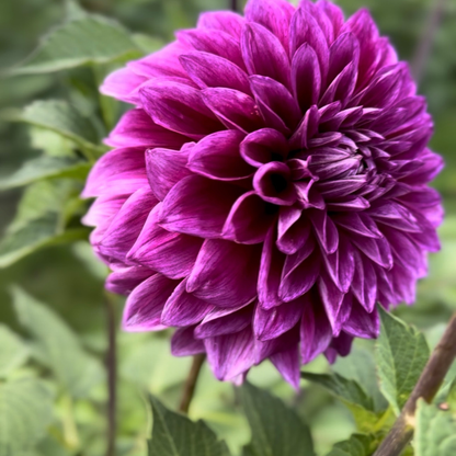 1st Year Seedlings - 2025