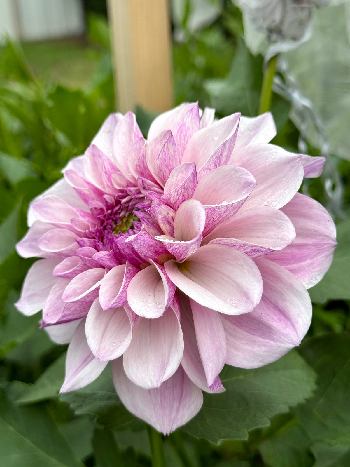 Jeff Bloom