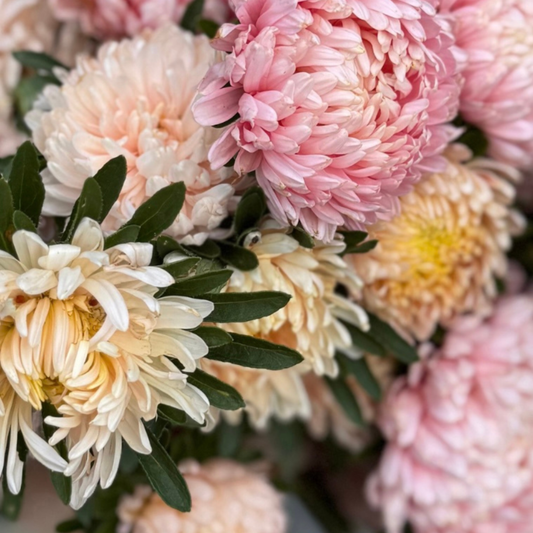 China Aster - Tower Chamois