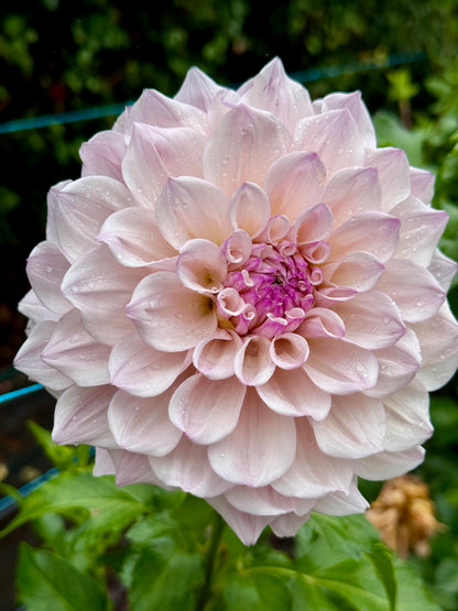 SC Pearl