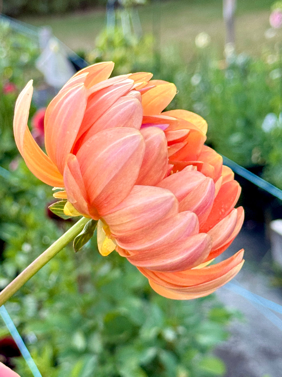 Sandia Susan