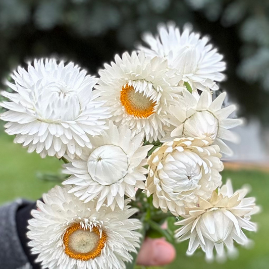 Strawflower - Vintage White