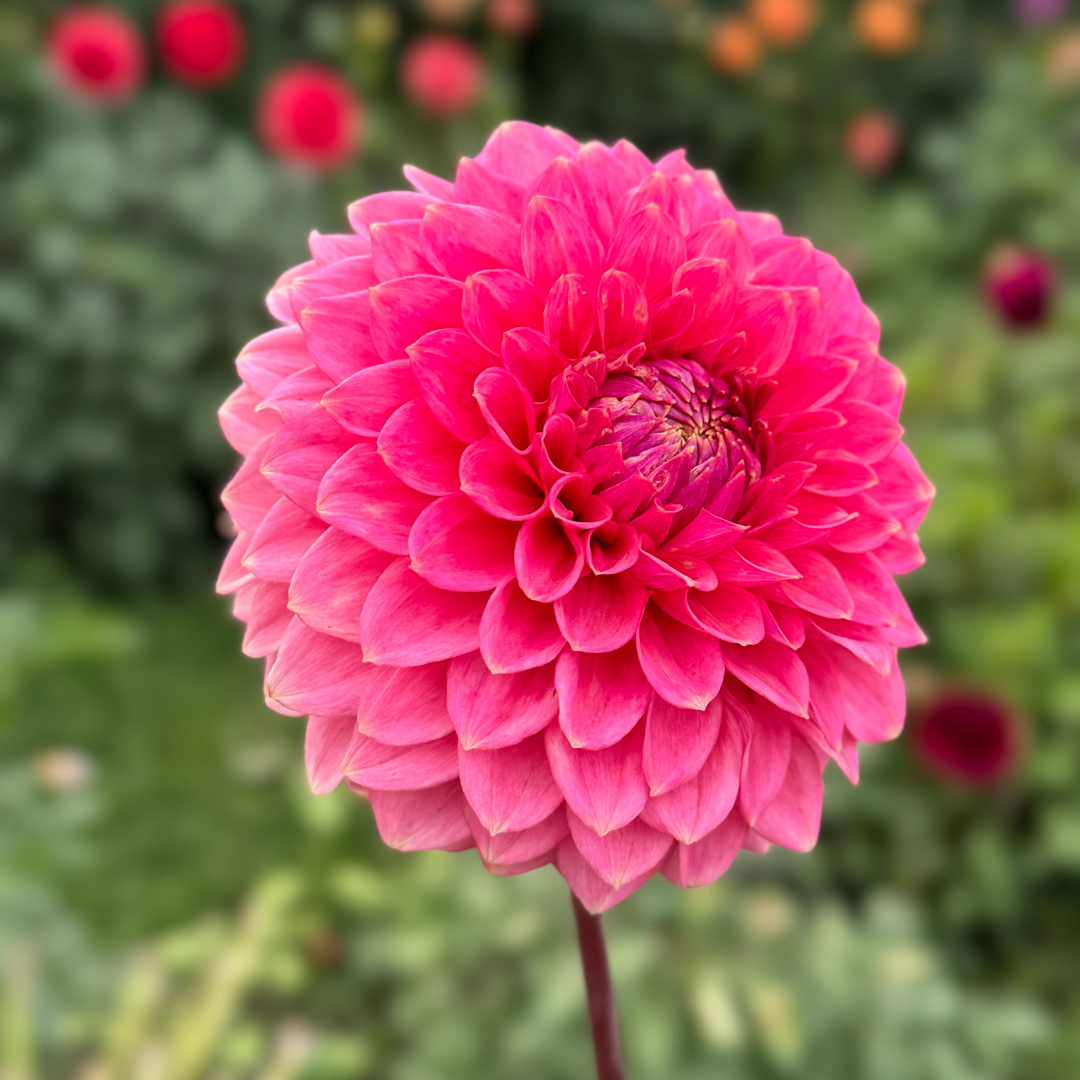 1st Year Seedlings - 2025