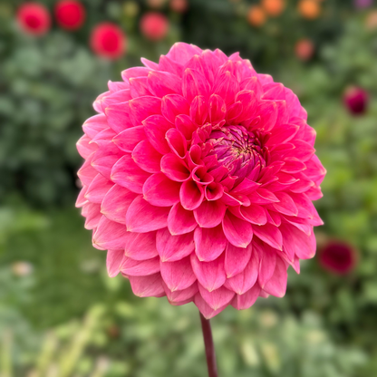 1st Year Seedlings - 2025