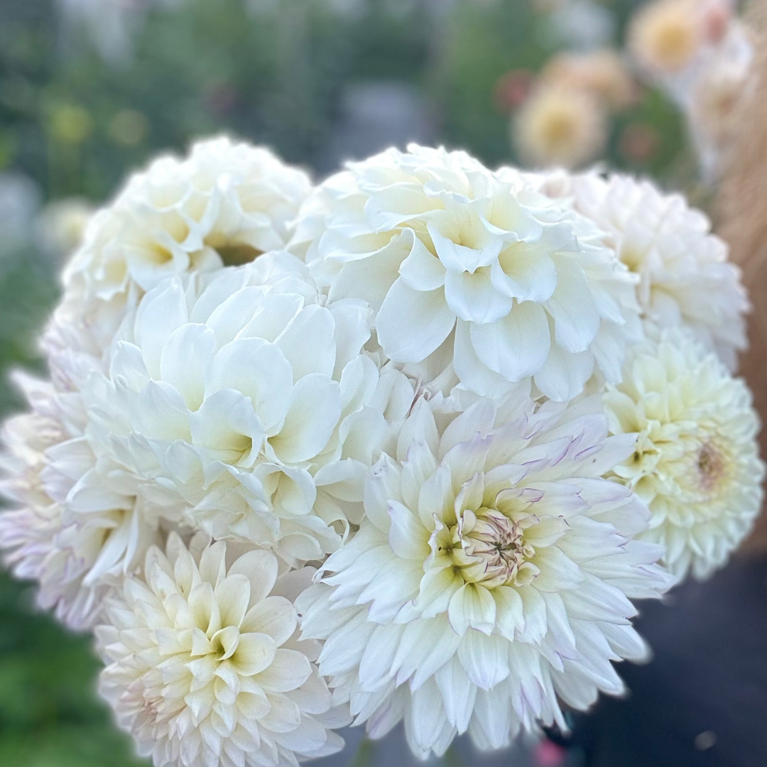 Premium Bunch Of Joy