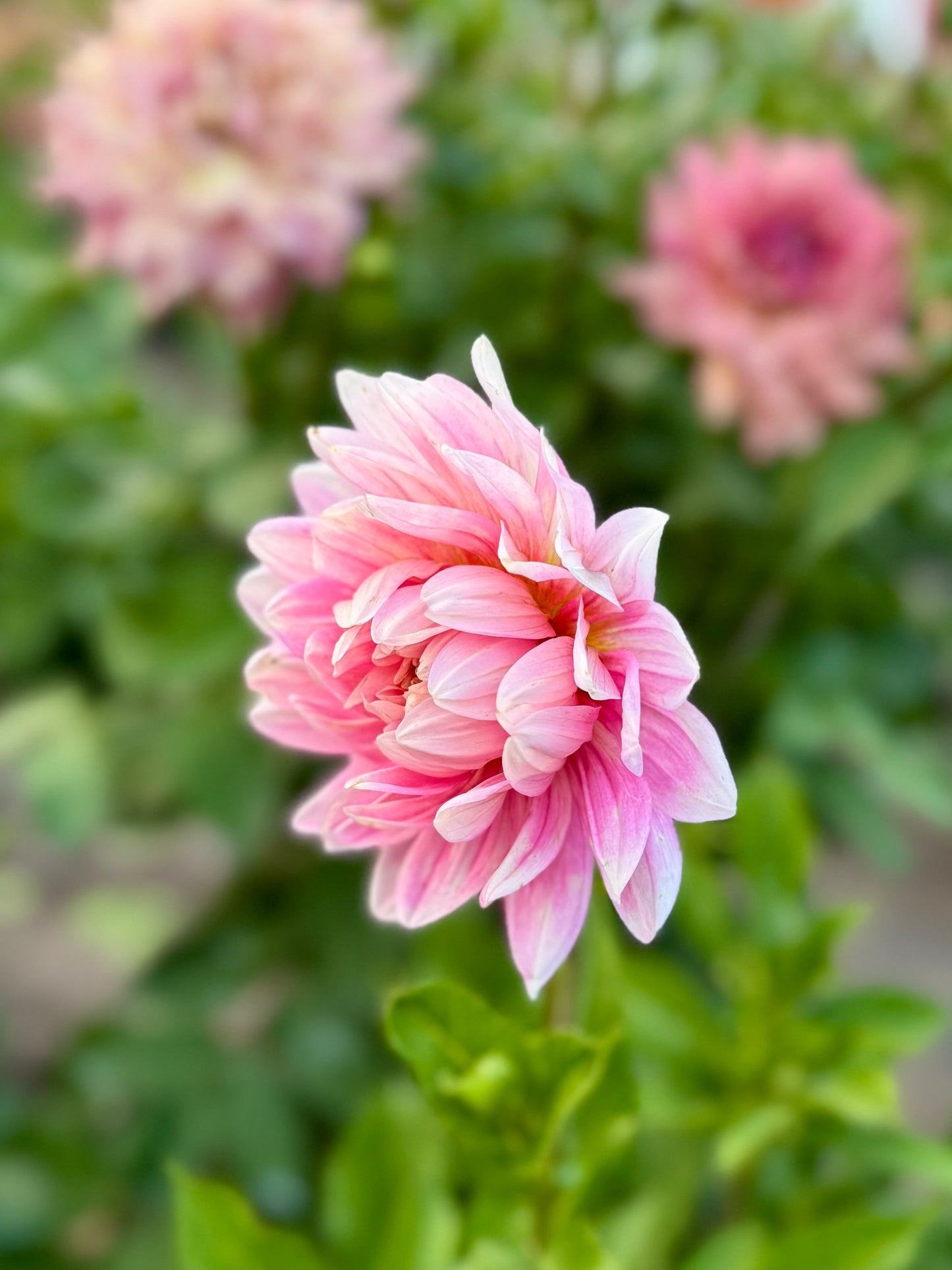 Hollyhill Pink Parfait - Limit 1