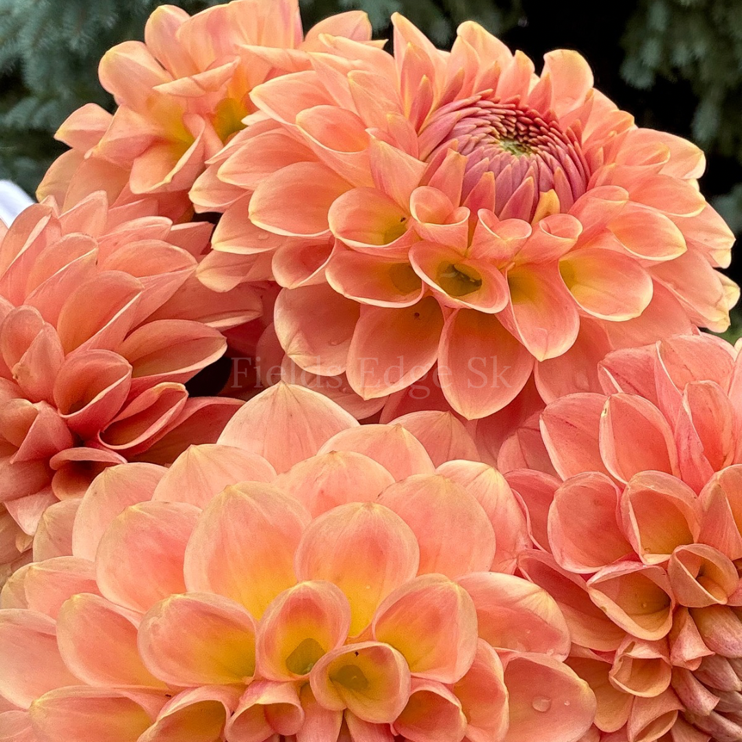 20th Ave Softer Peach