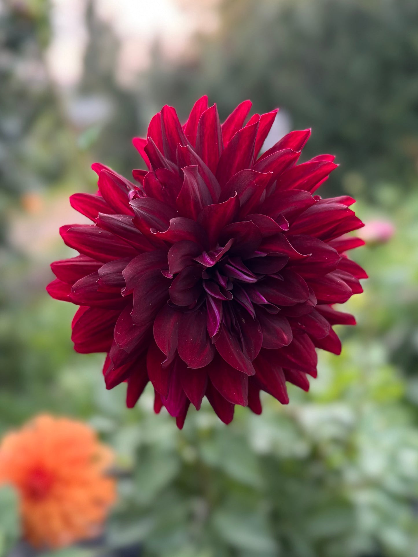 Hollyhill Black Beauty